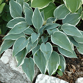 Plant Photo 8