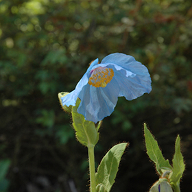 Plant Photo 8