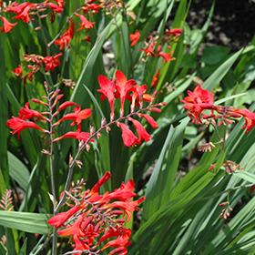 Plant Photo 10