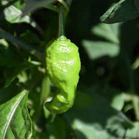 Plant Photo 3