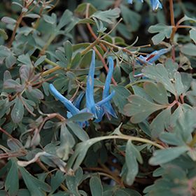 Plant Photo 7