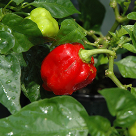 Plant Photo 2