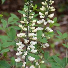 Plant Photo 3