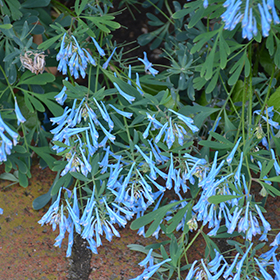 Plant Photo 9