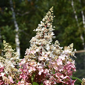 Plant Photo 6